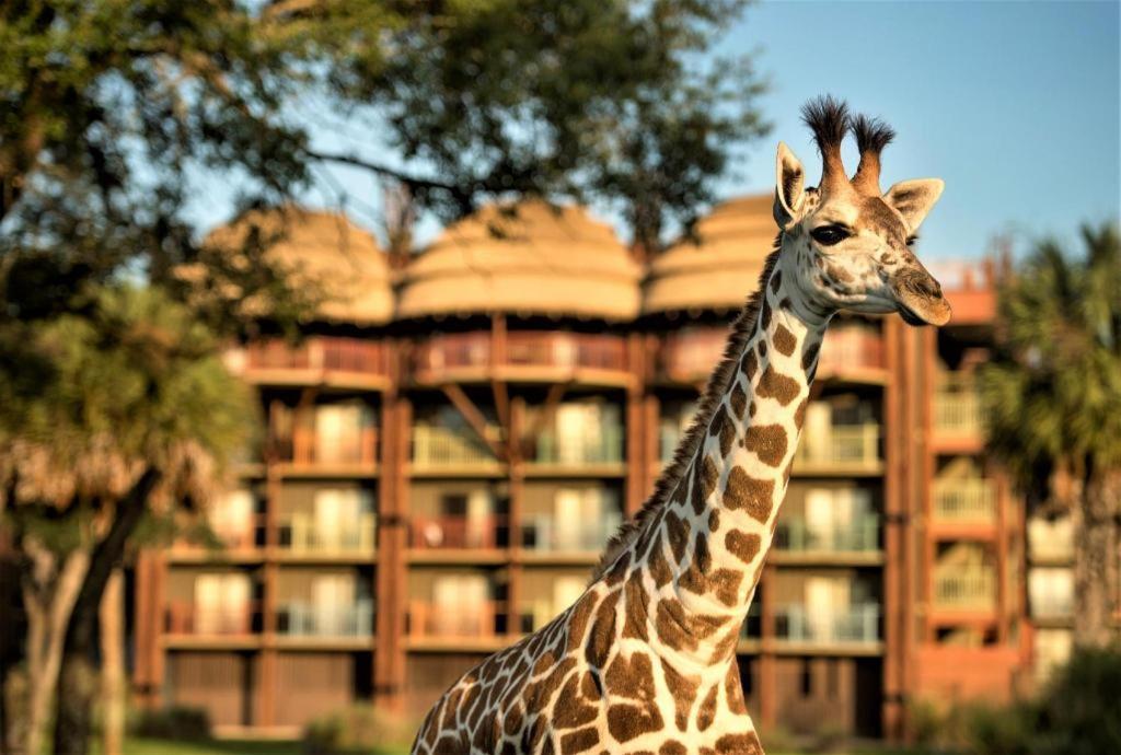 Disney'S Animal Kingdom Lodge Four Corners Luaran gambar